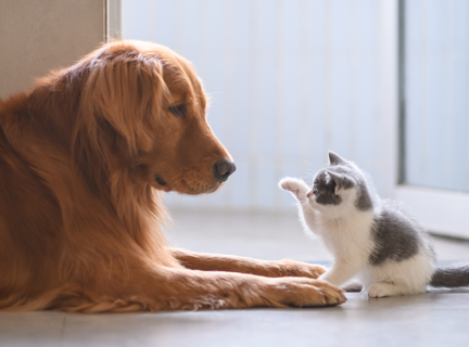 Pet Health at a glance